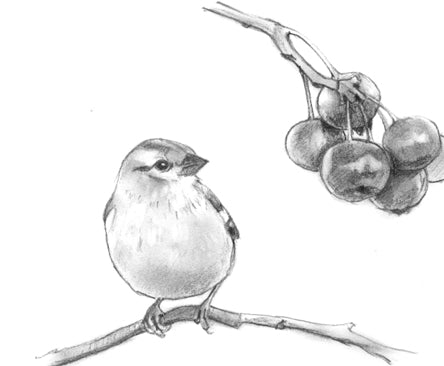 Bird with Berries Blossoms