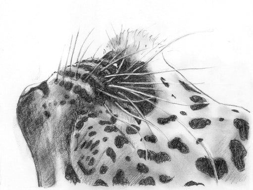 Leopard 3