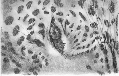 Leopard 1