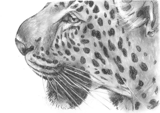 Leopard 2